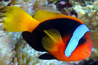 Клоун меланопус (томатный темный) Amphiprion melanopus