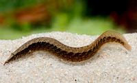 Макрогнатус циркумцинктус (Macrognathus circumcinctus)