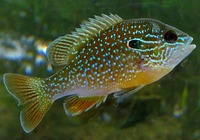Окунь ушастый (Centrarchus macropterus)