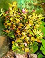 Ludwigia palustris - emerse	Людвигия болотная
