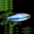 Керри, Королевская Синяя Тетра /Inpaichthys Kerri