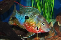 Цихлазома Элиота (лат. Thorichthys ellioti)