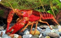 Красный флоридский рак (Procambarus clarkii) 
