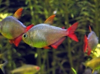 Колумбийская/эквадорская тетра(Hyphessobrycon columbianus, Astyanax sp.)