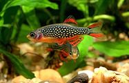 Микрорасбора "Галактика" (Danio margaritatus, Celestichthys margaritatus, Microrasbora sp. "Galaxy")