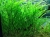 Гигрофила иволистная (Hygrophila angustifolia) связка
