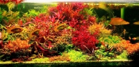 Людвигия ред (Ludwigia palustris super red)