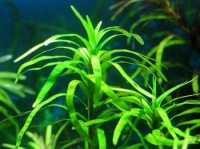 ЭЙХОРНИЯ (Eichornia diversifolia)
