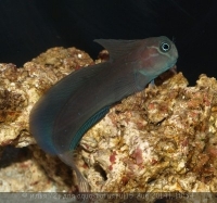 Морская собачка бурая (Atrosalarias fuscus)