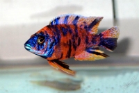Аулонокара - мультиколор (Aulonocara sp. "multicolor") 