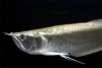 Аравана серебряная 10-15см