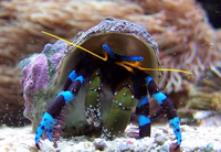 Рак Отшельник синелапый (Calcinus elegans) морской