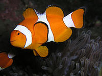 Рыба-клоун амфиприон оцеллярис (Amphiprion ocellaris)