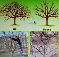 Обрезка деревьев (плодовых, туй, крупномеров), шт