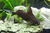 Синодонтис эуптерус (Synodontis eupterus)  