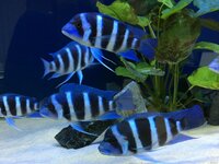 Фронтоза или Королева Танганьики 3-4 см