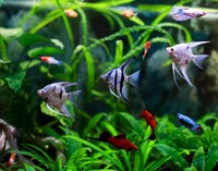 Скалярия  ассорти /Pterophyllum Scalare 4,5-5,5
