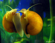 Ампулярия Желтая /Ampullaria sp./ 2,0 - 2,5 см