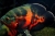 Астронотус Тигровый Красный /Astronotus Ocellatus