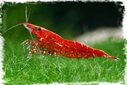 Креветка Красная Вишня