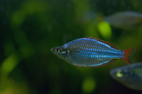 Радужница Меланотения Неоновая (Melanotaenia lacustris)