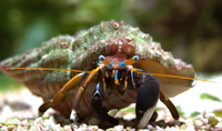 Рак-отшельник белолапый морской Calcinus laevimanus
