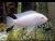 Псевдотрофеус снежный принц (Pseudotropheus socolofi)